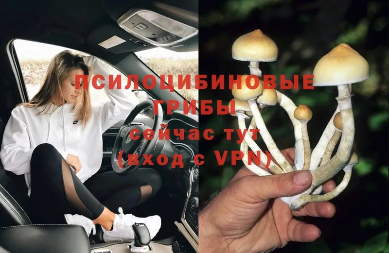 как найти наркотики  Пятигорск  Псилоцибиновые грибы Psilocybine cubensis 